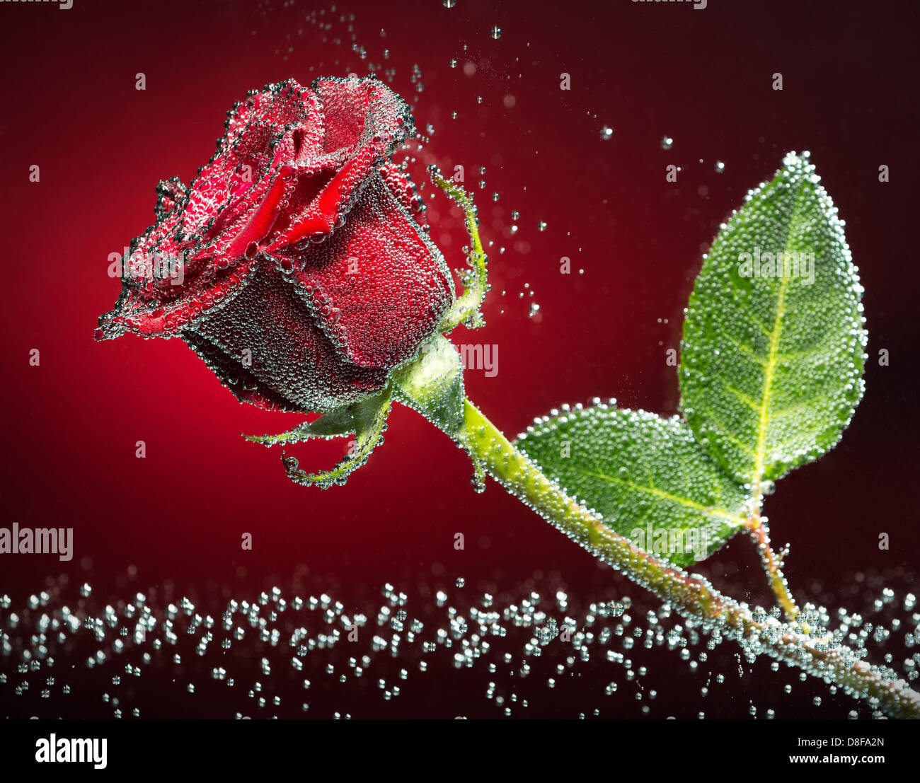 Beautiful rose close-up photo with carbon dioxide bubbles, red-black background Stock Photo