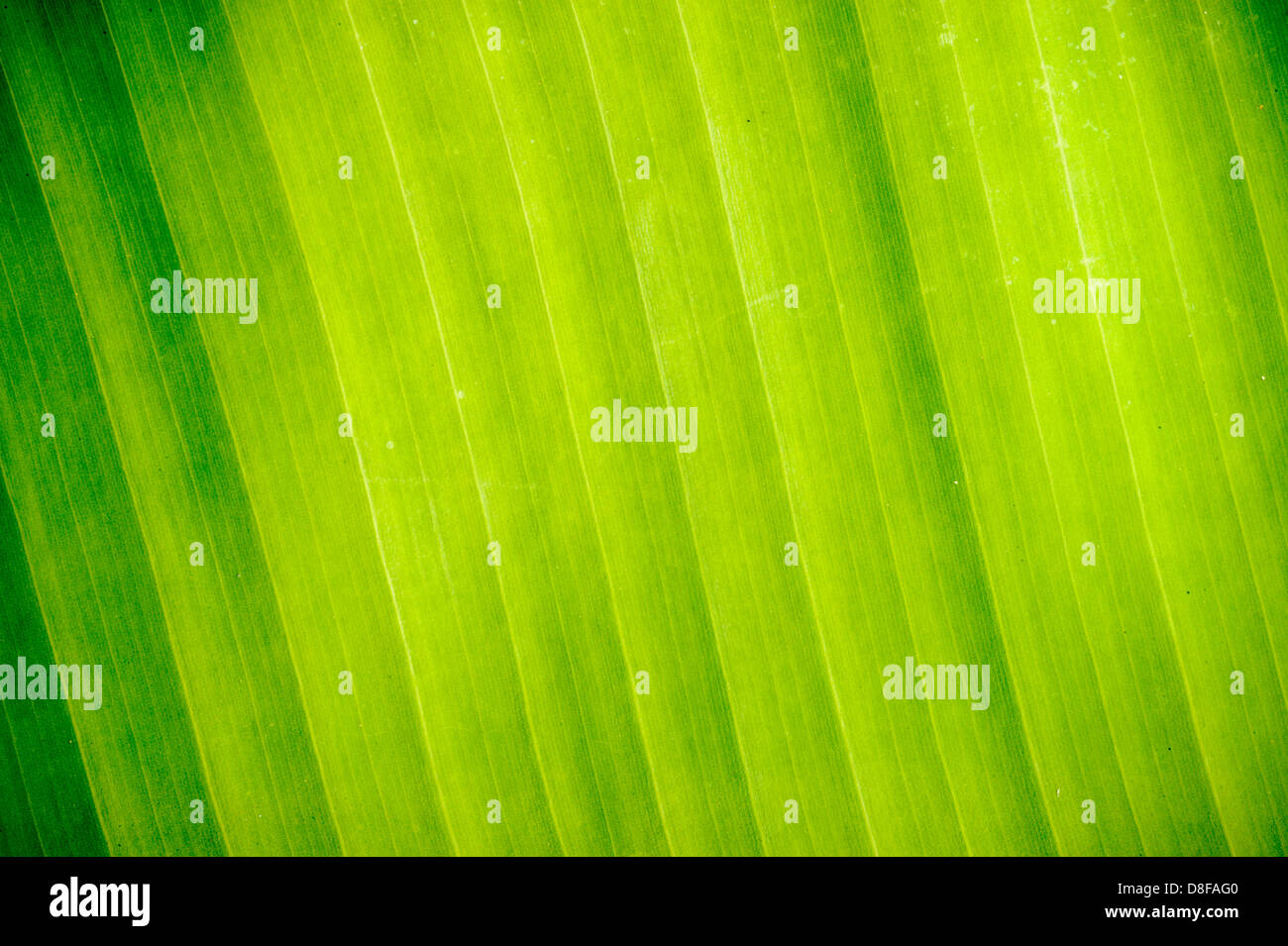 Abstract Banana leaves in background. Stock Photo