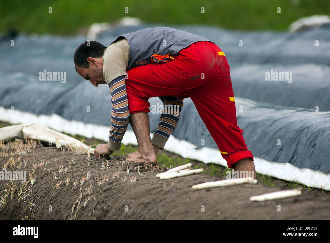 Seasonal worker harvesting and picking asparagus, field, Czech Republic Stock Photo