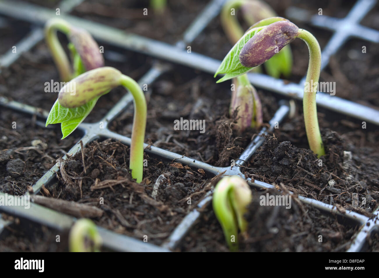 Recently germinated French bean seedlings emerging from the compost