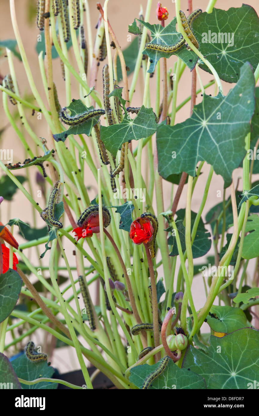 Cabbage White butterfly caterpillars eating a nasturtium plant Stock Photo