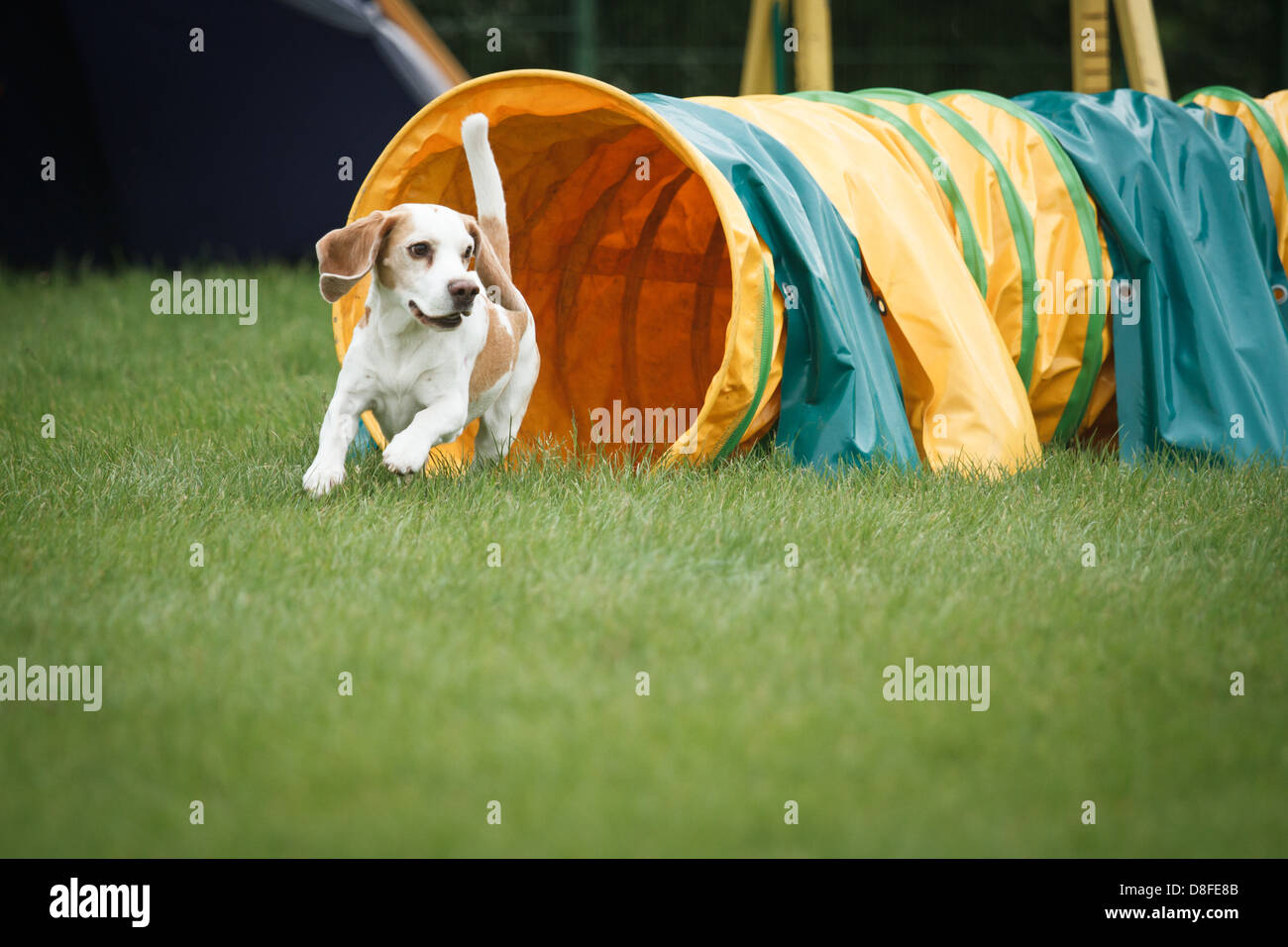 Beagle in agility competition. Stock Photo