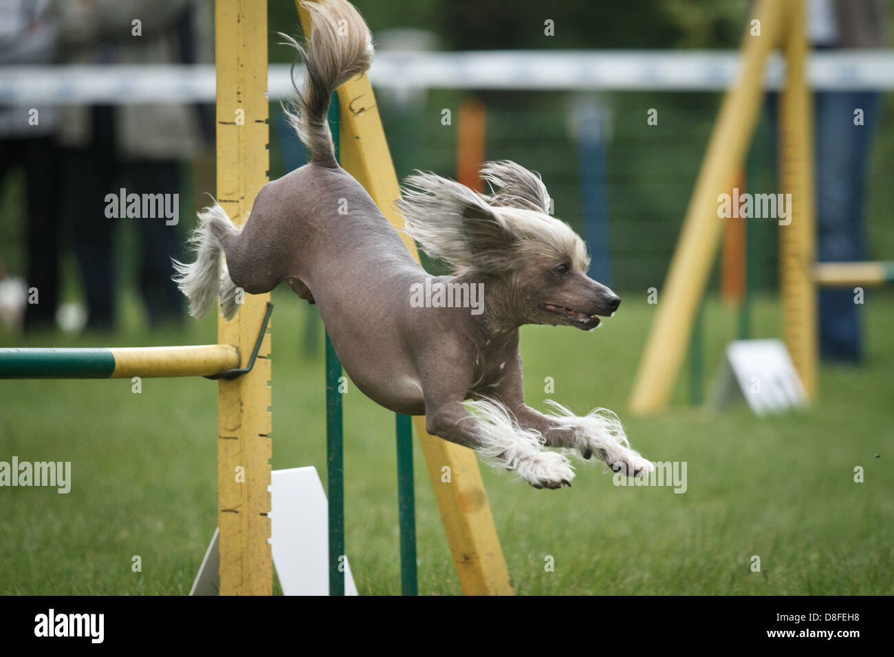 Chinese crested dog in agility competition. Stock Photo
