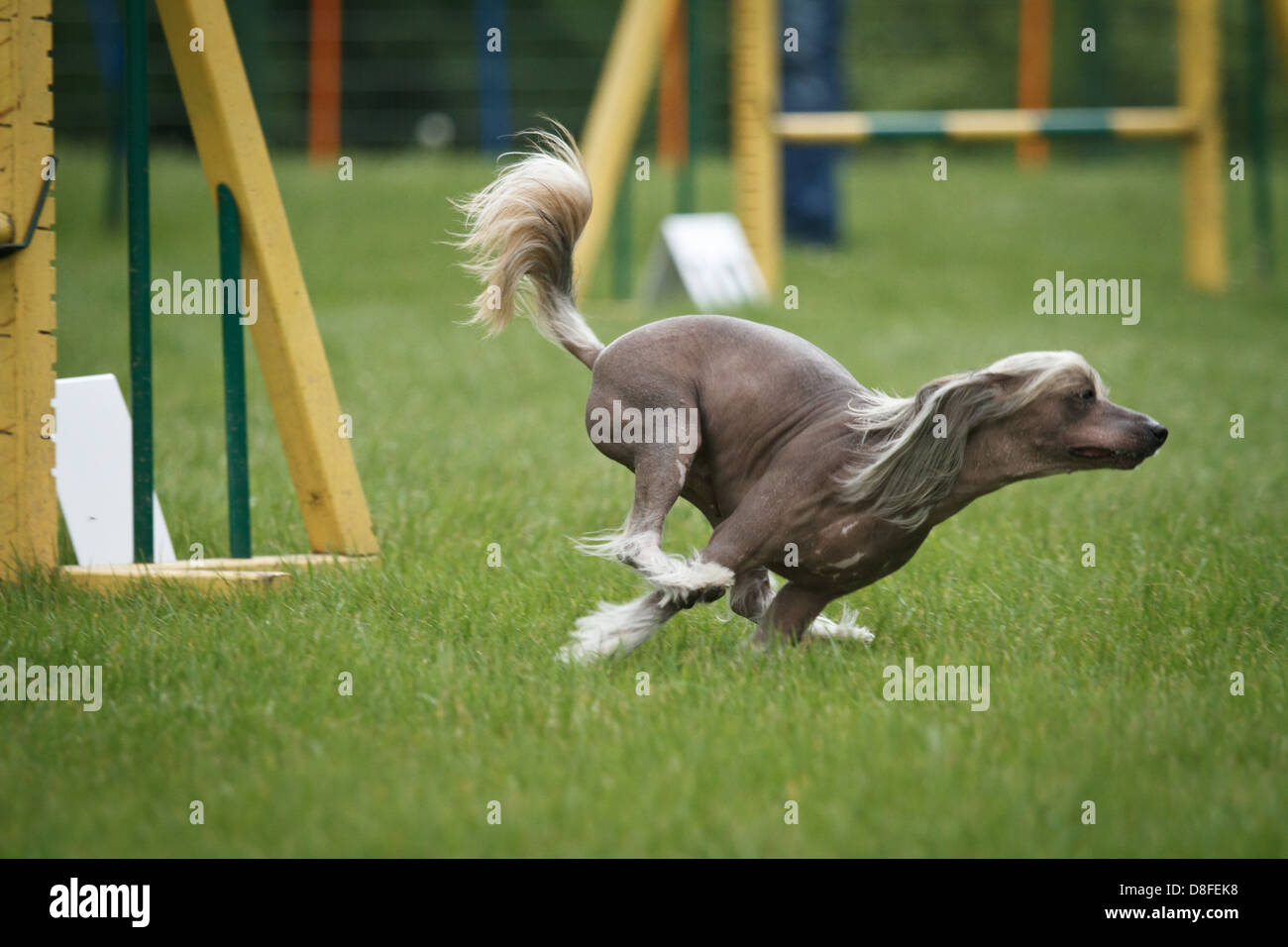 Chinese crested dog in agility competition. Stock Photo