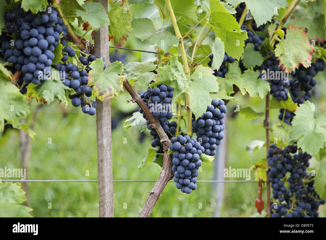 Germany, Baden-Württemberg, near Besigheim, Vineyard, blue grapes, Deutschland, Baden-Württemberg, nahe Besigheim, Weinberg, Stock Photo
