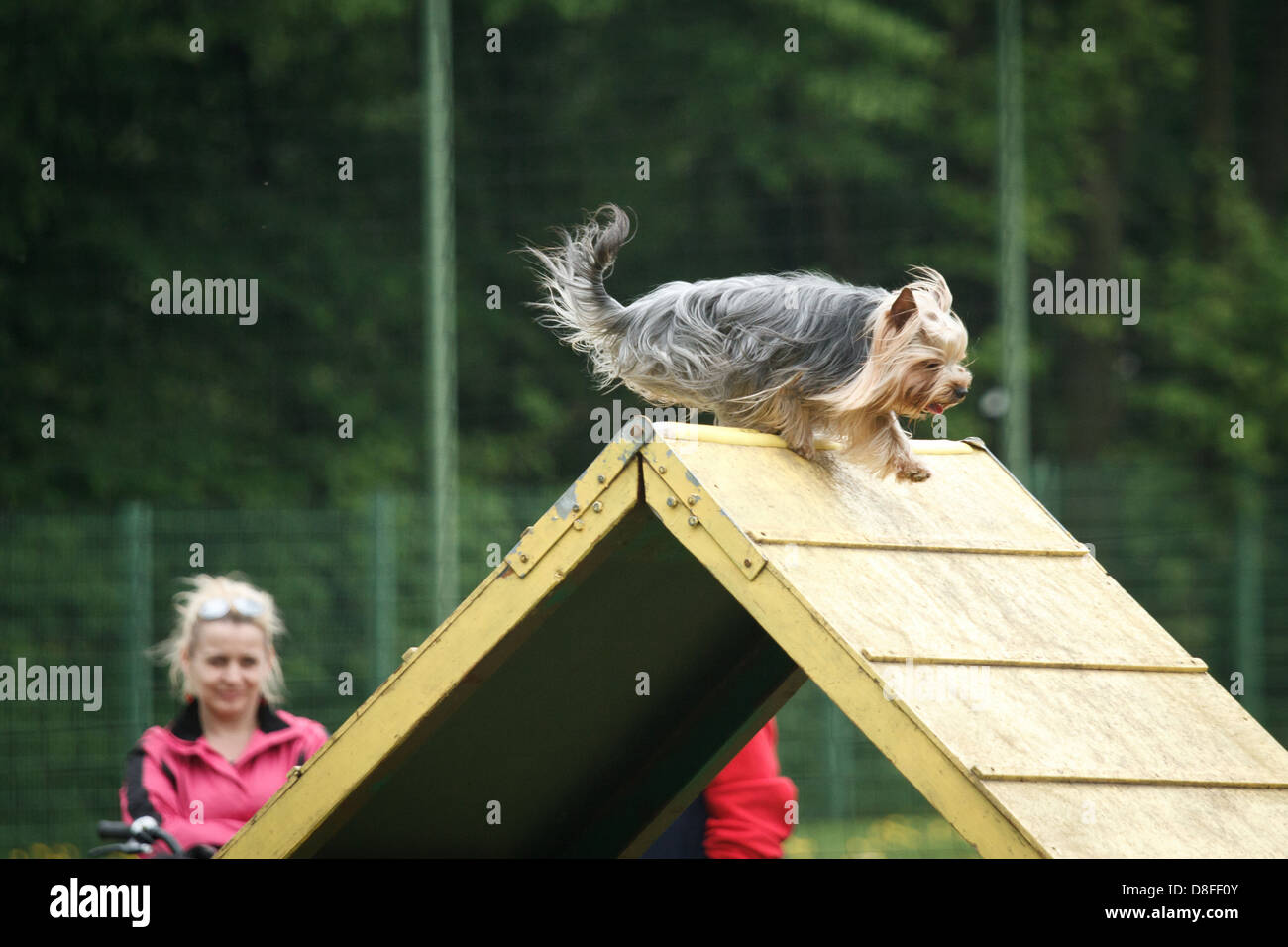 Yorkshire terrier in agility competition. Stock Photo
