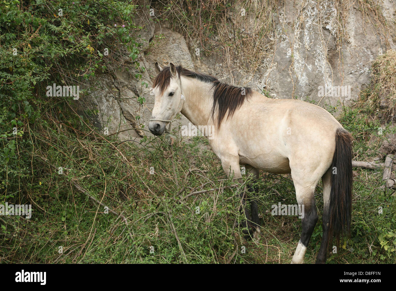 A horse standing next to a rock face in a farmers field in Cotacachi, Ecuador Stock Photo