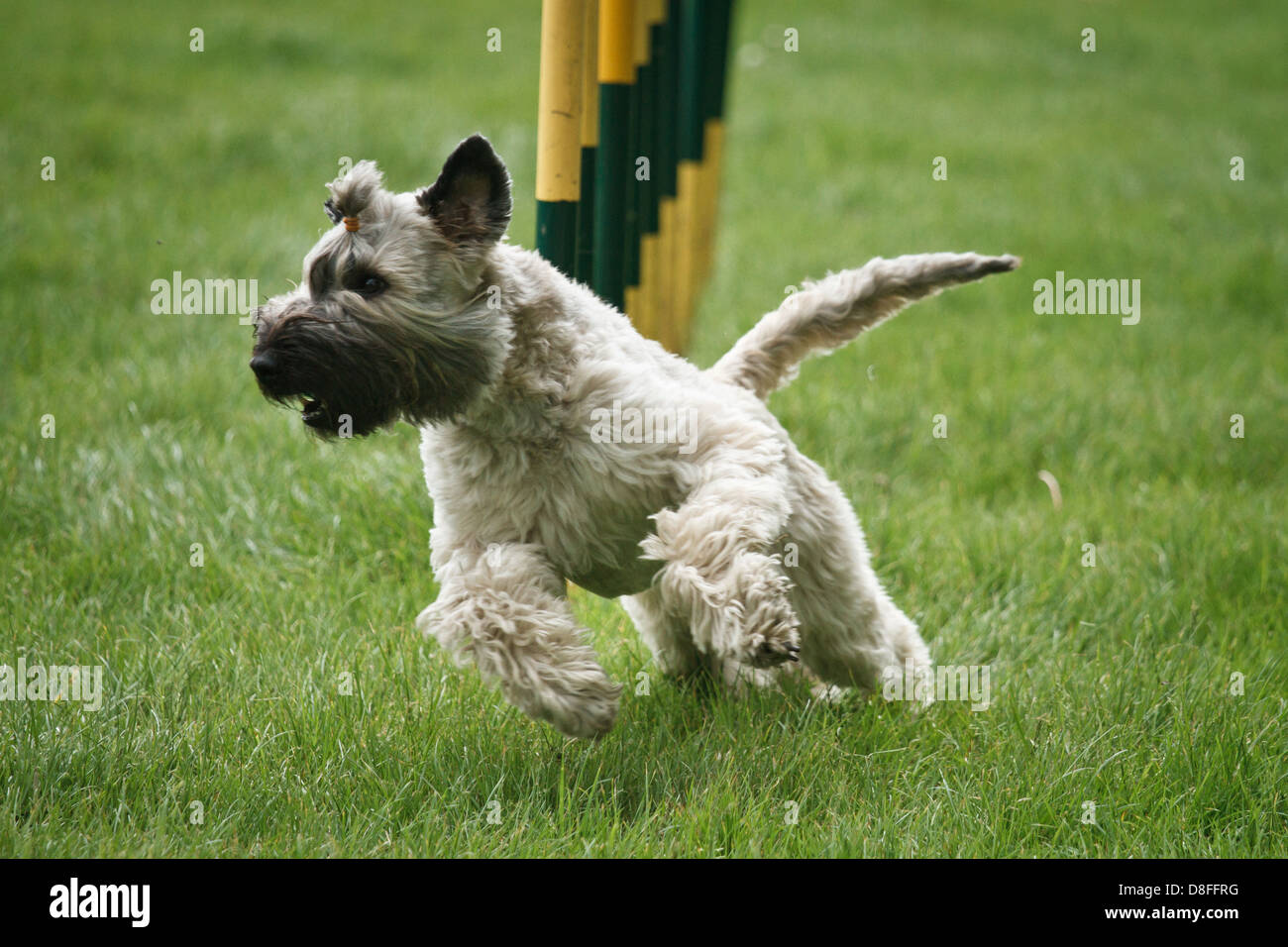 Miniature Schnauzer in agility competition Stock Photo Alamy