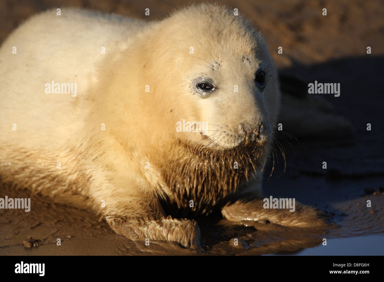 seal Stock Photo