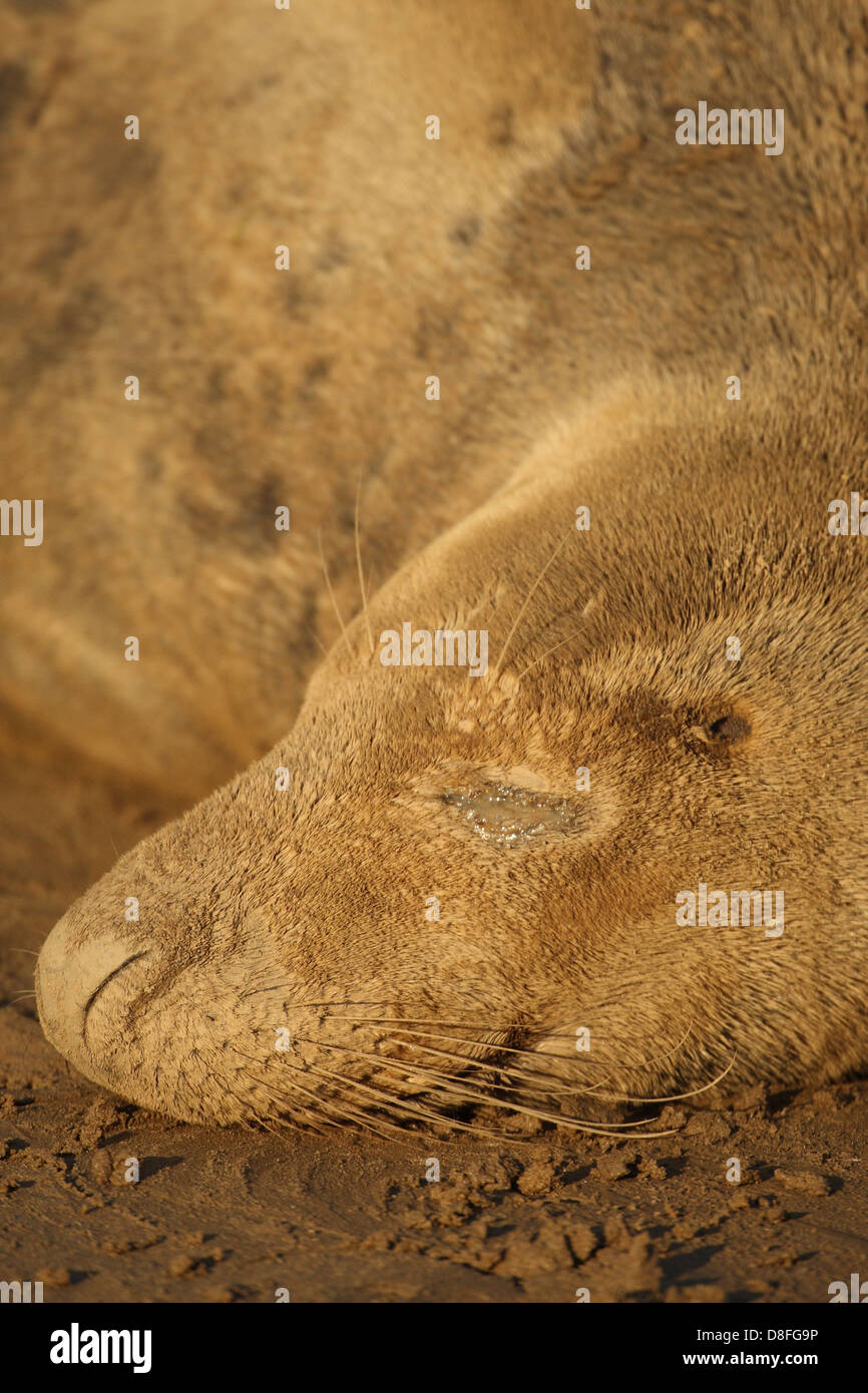 seal Stock Photo