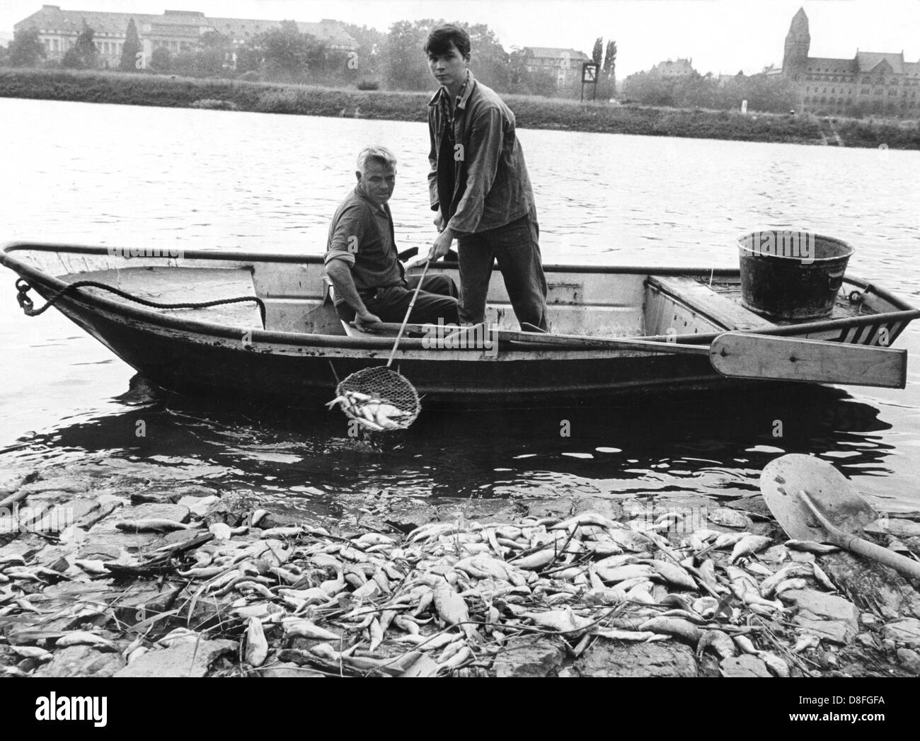 Two men throw dead fish with a dip net to the shore of the Rhine at Ehrenbreitstein on the 24th of June in 1969. Laboratory ships try to find out about the toxic which causes the fish mortality. Stock Photo