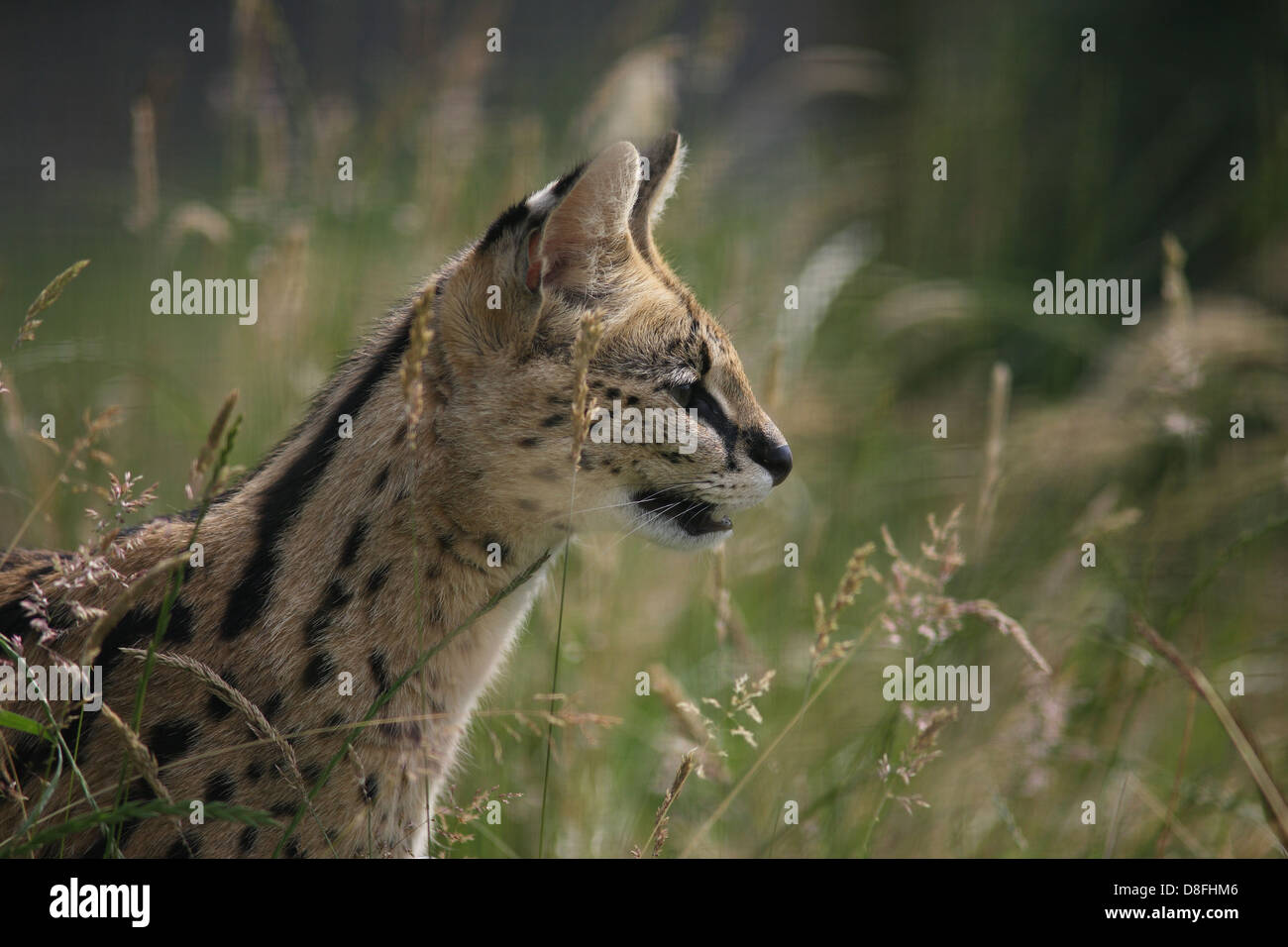 Long legged spotted african cats hires stock photography and images