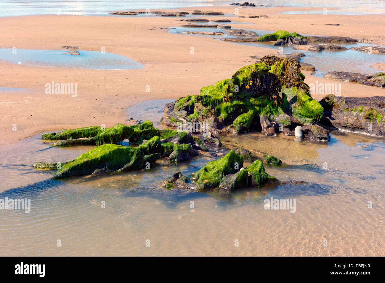 Petrified wood on the beach at Tywyn, visible at low