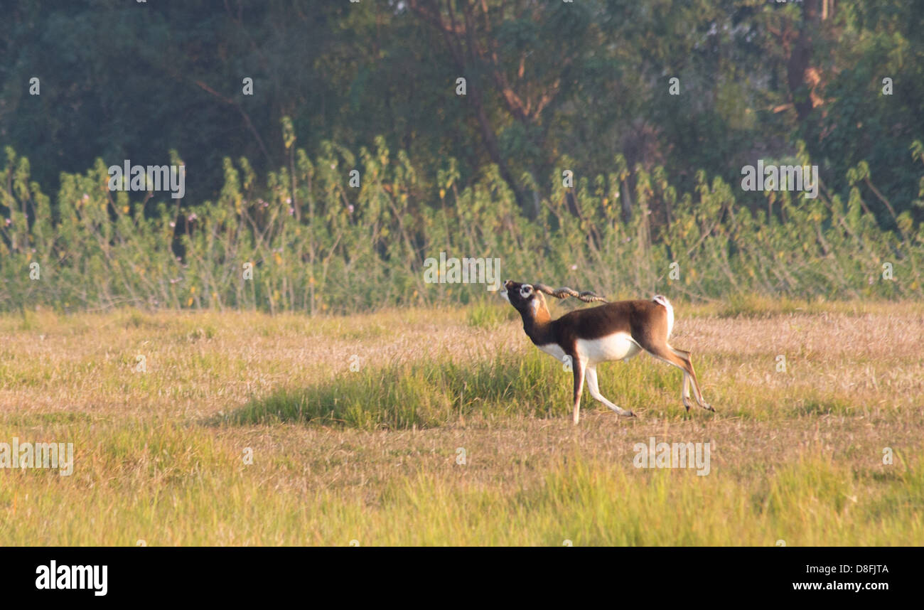 Adult male Black Buck antelope (Antilope cervicapra) in the Black Buck Conservation Area, Khairapur, near Gulariya, Nepal Stock Photo