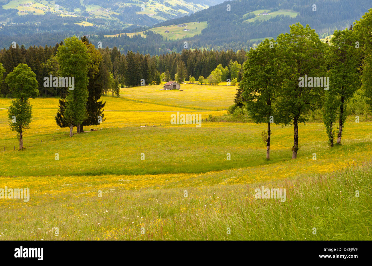 Austria tyrol meadow mountains flowers hires stock photography and