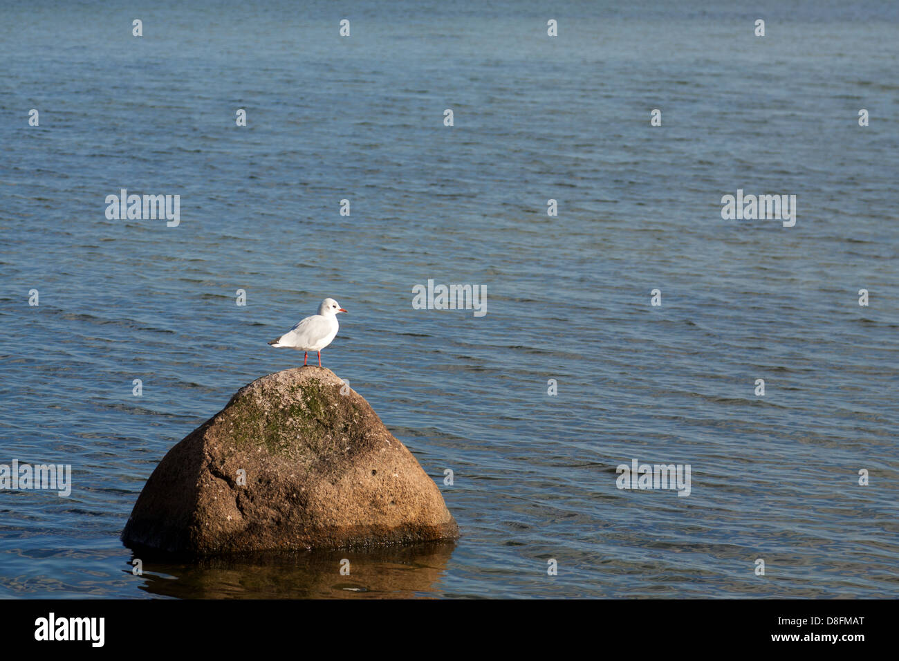 gulls rock Stock Photo