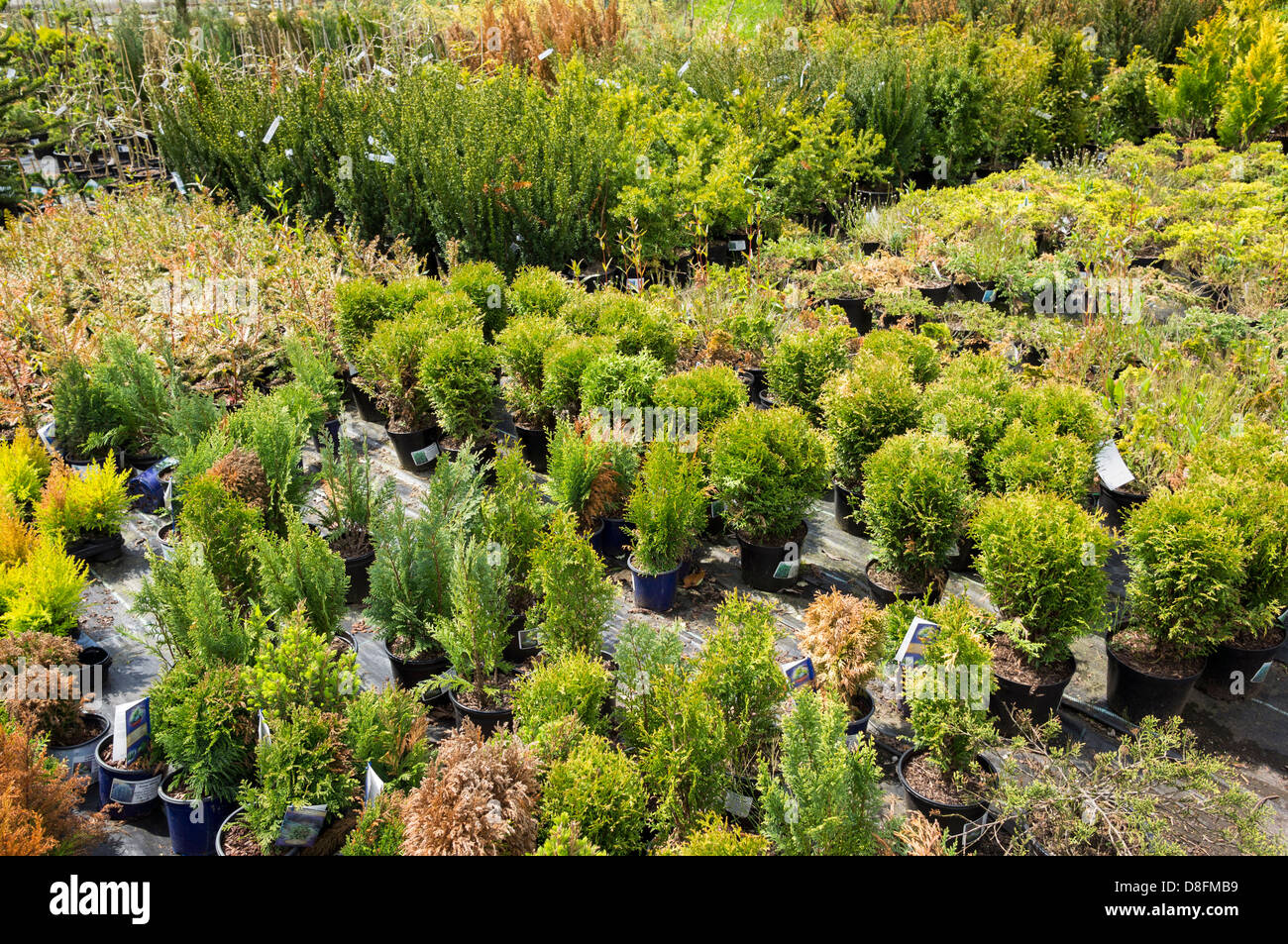 Conifers and other shrubs in a garden centre, England, UK Stock Photo