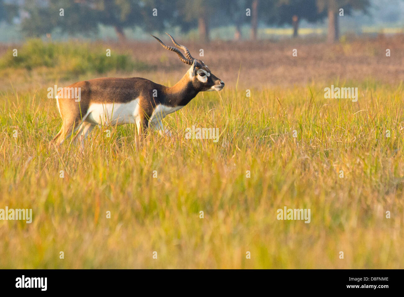 Adult male Black Buck antelope (Antilope cervicapra) in the Black Buck Conservation Area, Khairapur, near Gulariya, Nepal Stock Photo