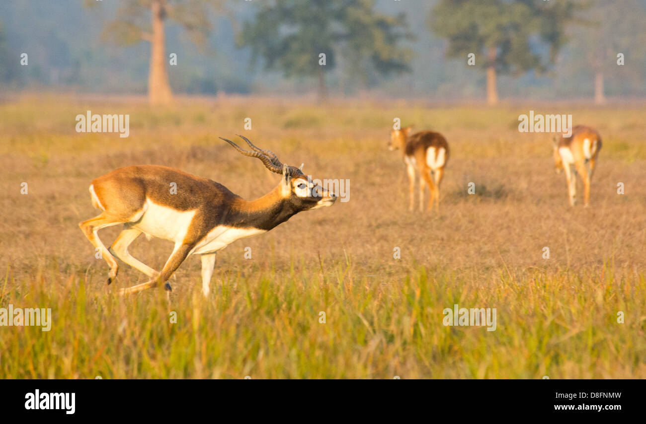 Black Buck antelope in the Black Buck Conservation Area, Khairapur