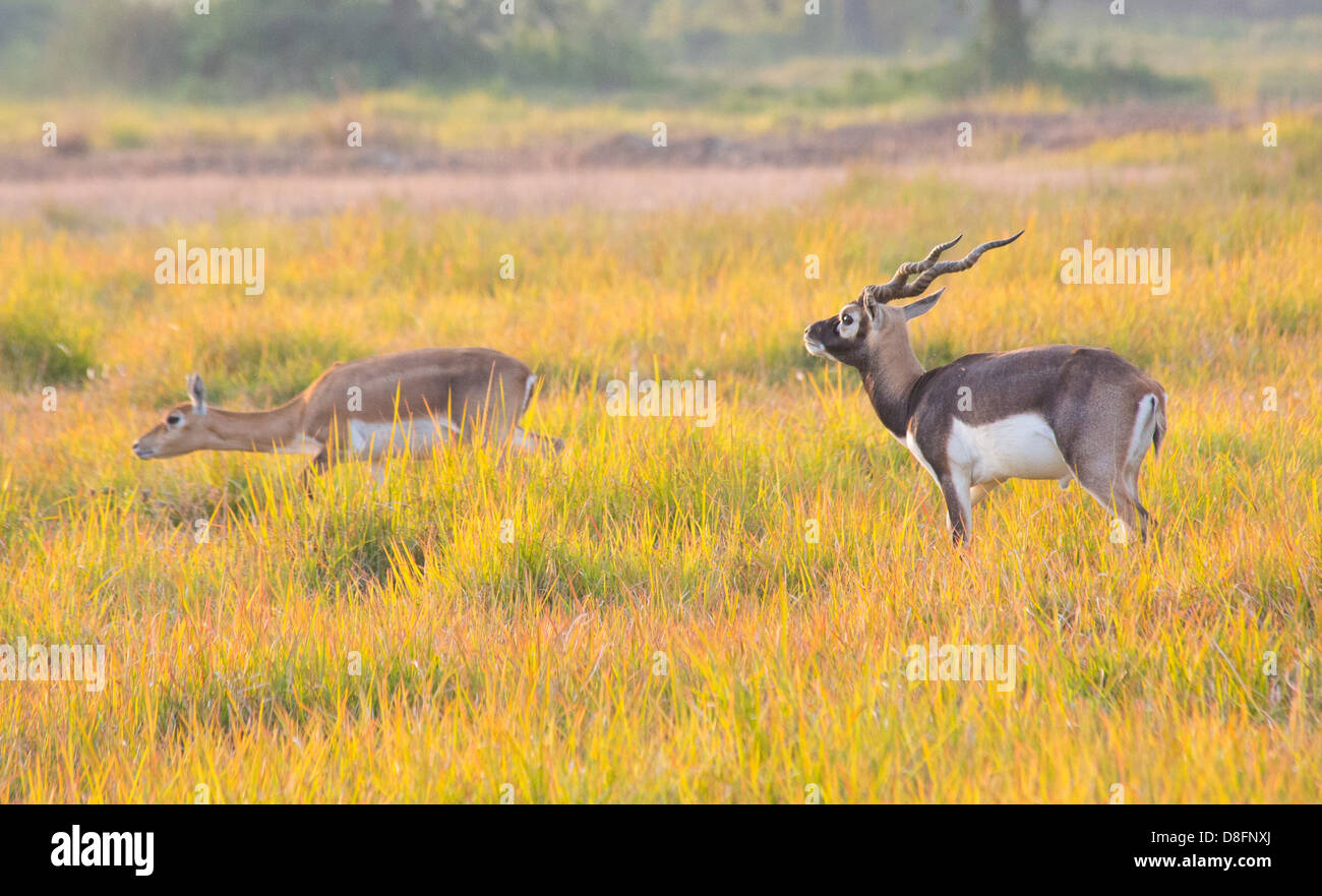 Black Buck antelope in the Black Buck Conservation Area, Khairapur, near Gulariya, Nepal Stock Photo