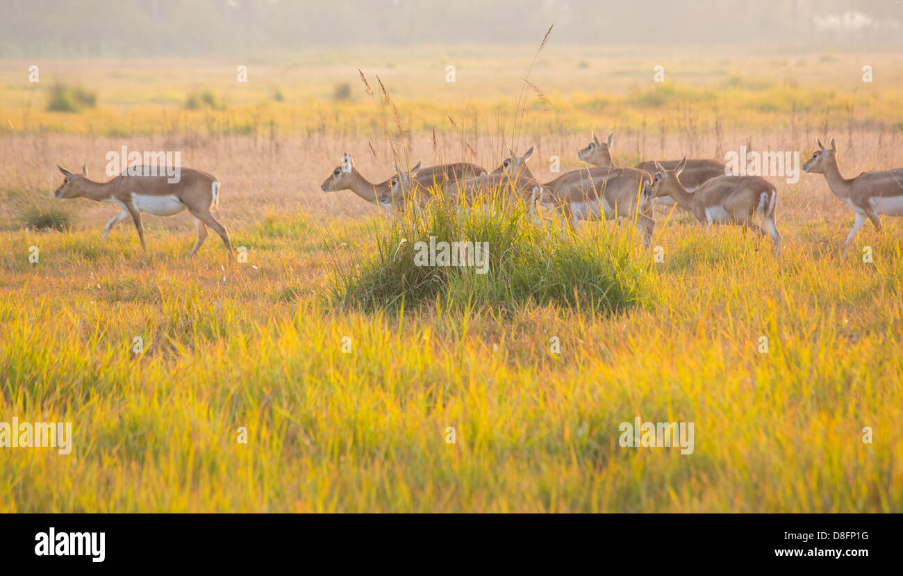 Black Buck antelopes (Antilope cervicapra) in the Black Buck Conservation Area, Khairapur, near Gulariya, Nepal Stock Photo