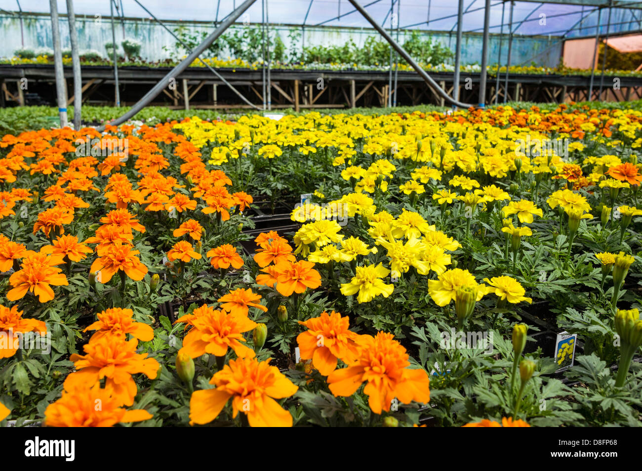 Garden Centre Stock Photos & Garden Centre Stock Images - Alamy