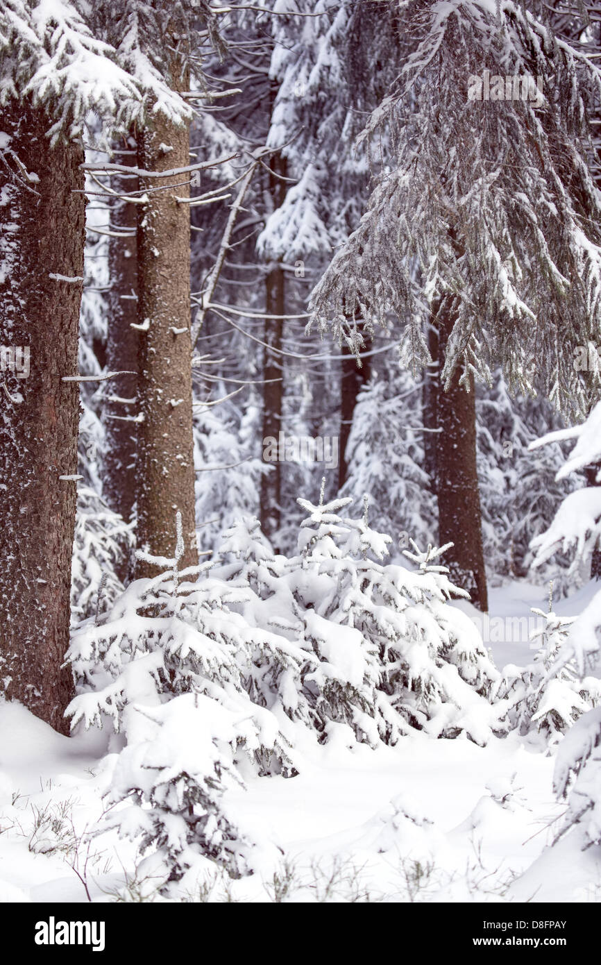 New snow and snow-covered trees in an european winter forest Stock Photo