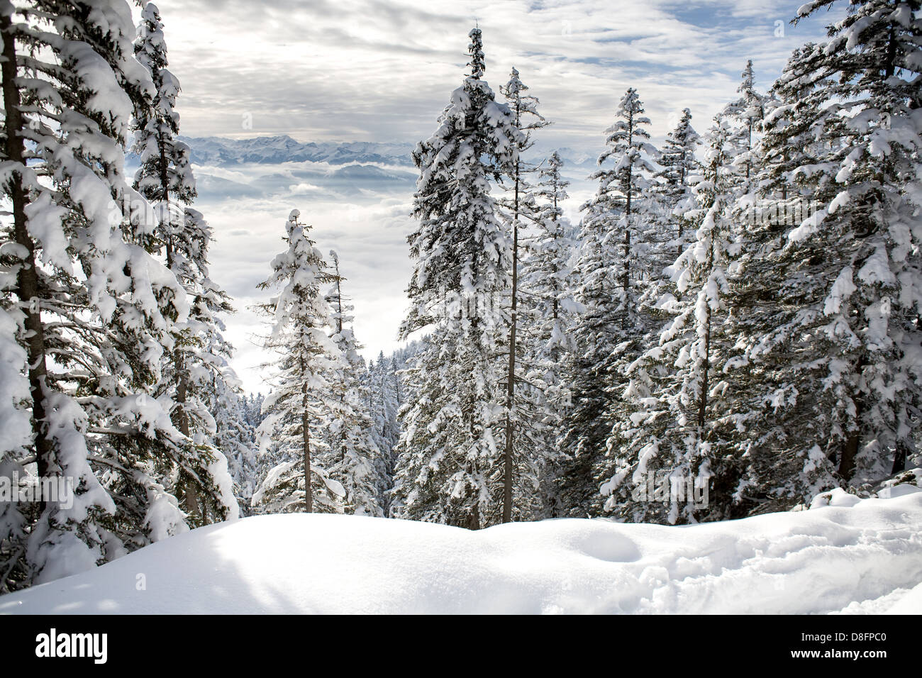 Winter forest in Alps near Kufstein in Austria, Europe. Stock Photo
