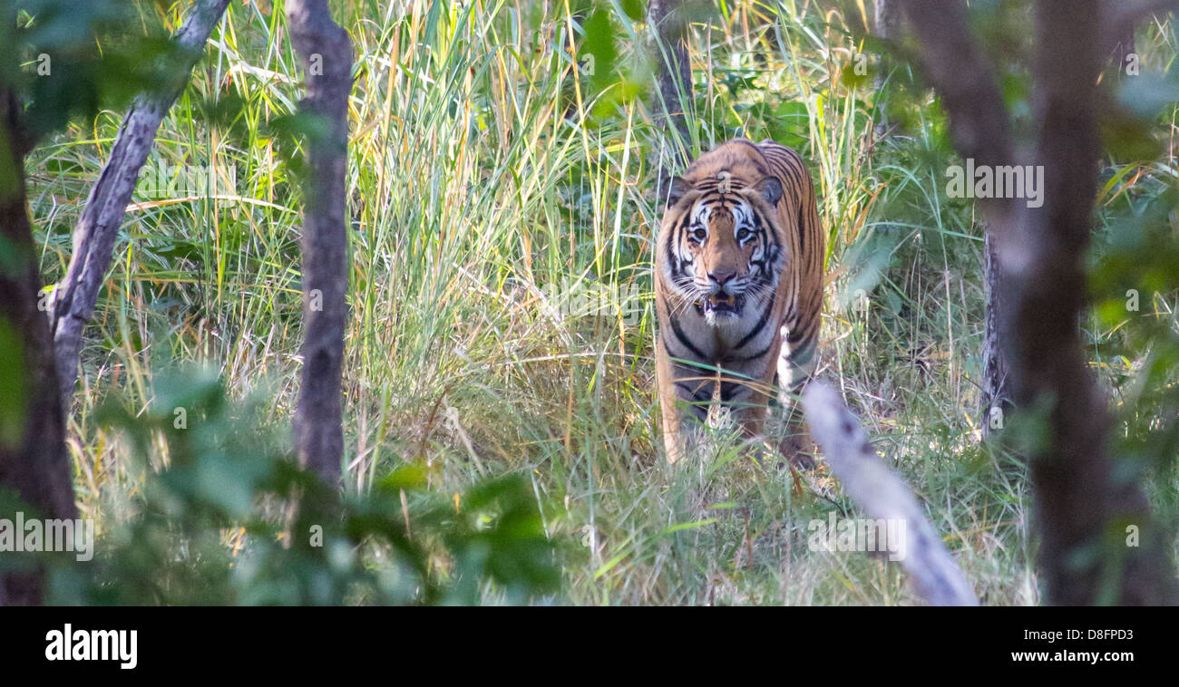 Royal Bengal Tiger (Panthera tigris tigris) in Sal forest, Bardia National Park, Nepal Stock Photo
