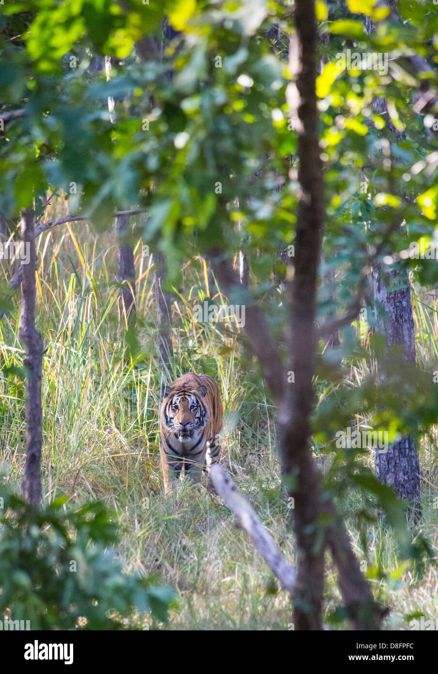 Royal Bengal Tiger (Panthera tigris tigris) in Sal forest, Bardia National Park, Nepal Stock Photo