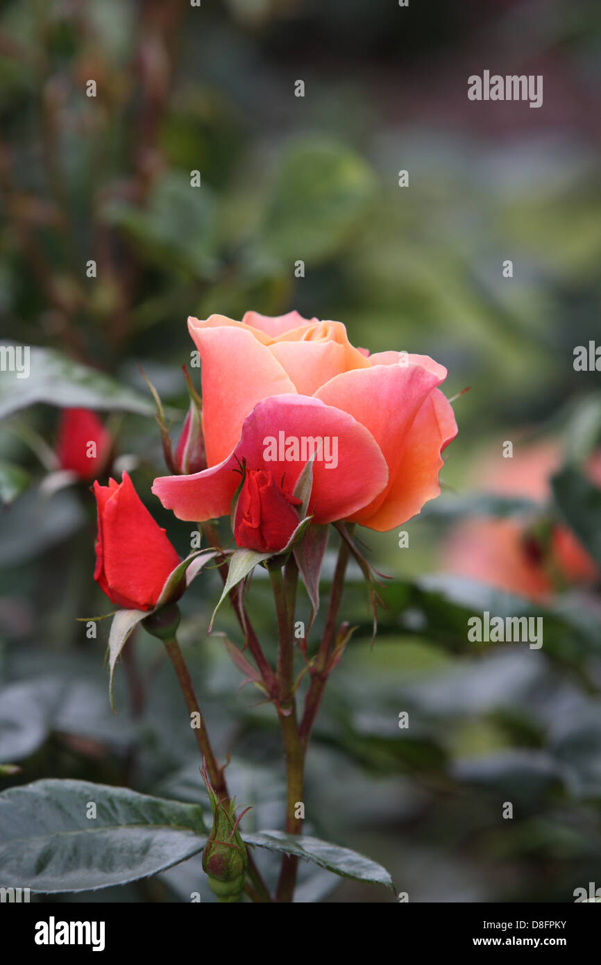 Rose hip shrubs hi-res stock photography and images - Alamy