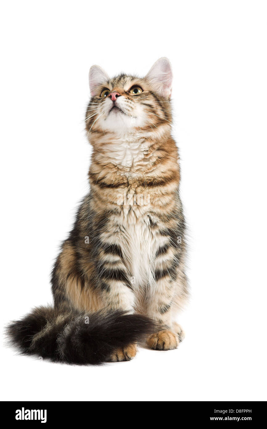 siberian cat Stock Photo: 56895513 - Alamy