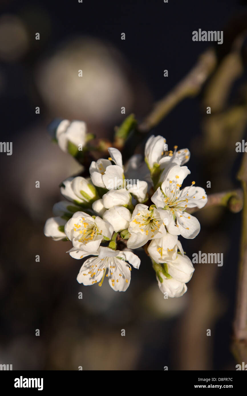 Close up picturesque spring view of plum tree blossom in full bloom, in an English garden in the county of Cheshire. Stock Photo