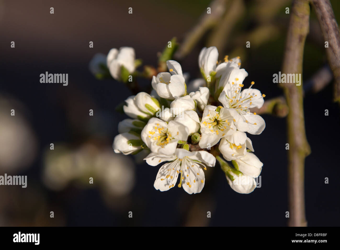 Close up picturesque spring view of plum tree blossom in full bloom, in an English garden in the county of Cheshire. Stock Photo