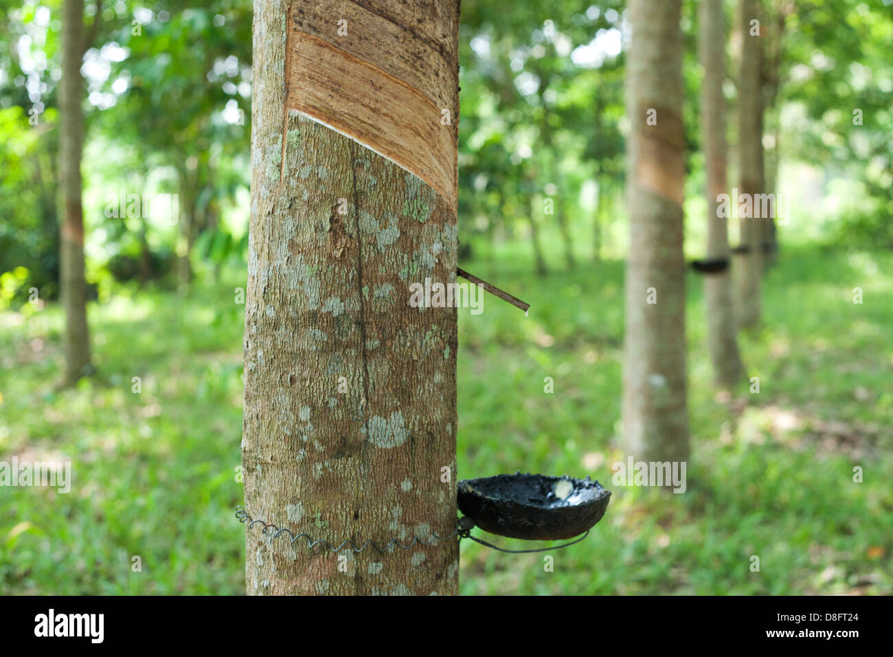 Rubber Latex of rubber trees Stock Photo Alamy