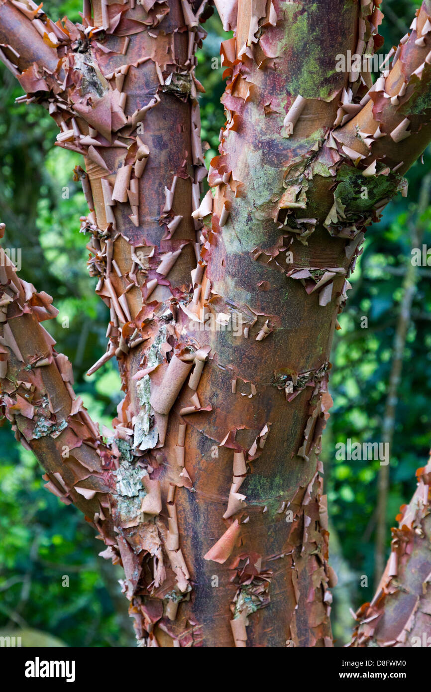 Acer Griseum Tree (Paperbark Maple) Stock Photo