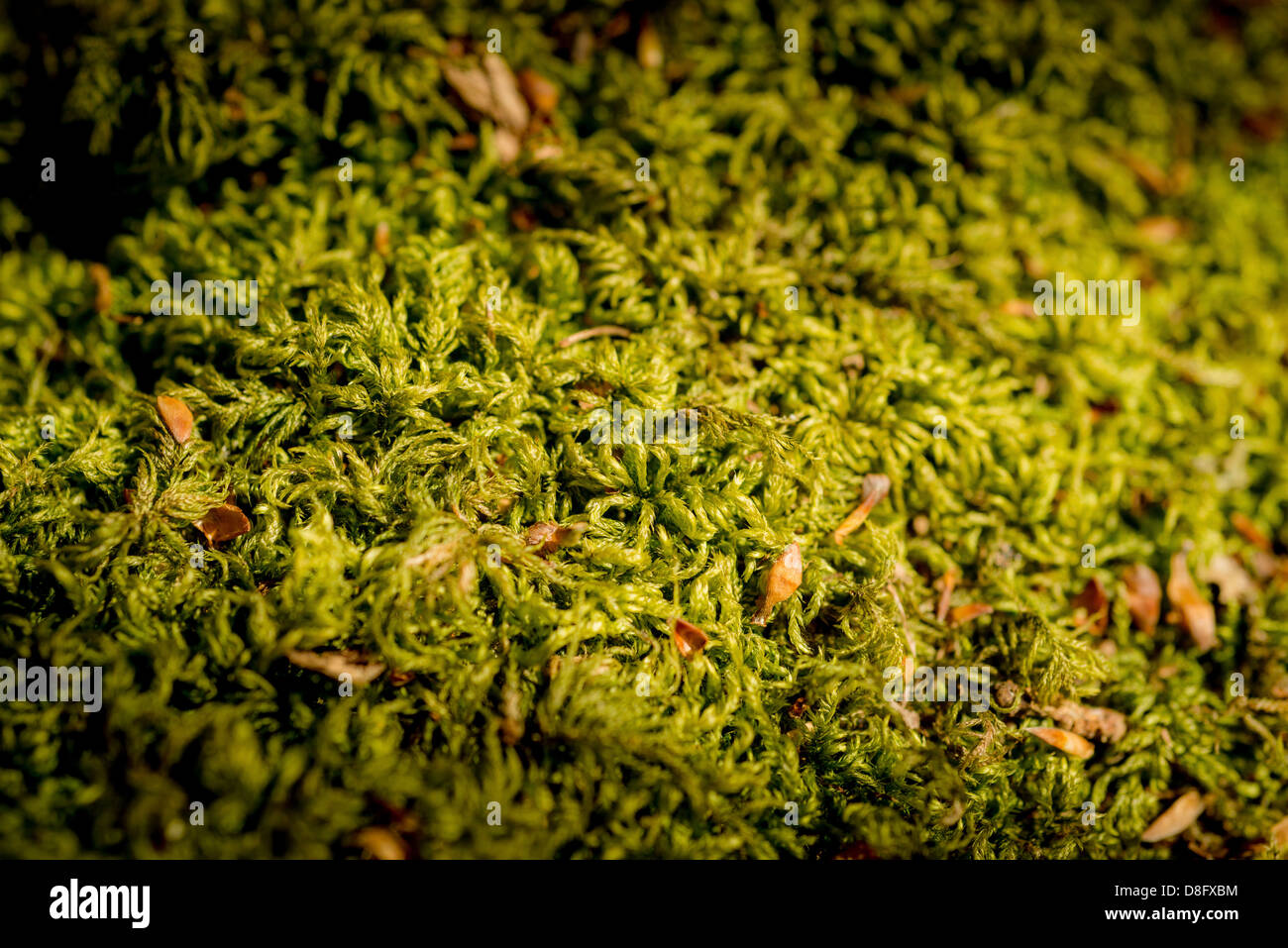 Moss growing on forest floor in a Sussex woodland, UK Stock Photo