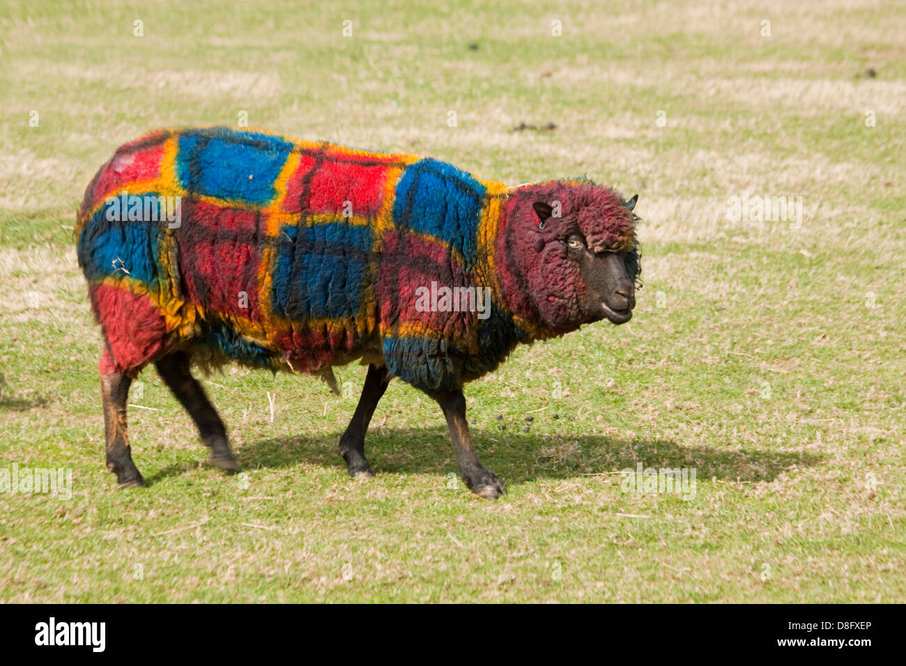 Dyed Tartan Sheep Stock Photo
