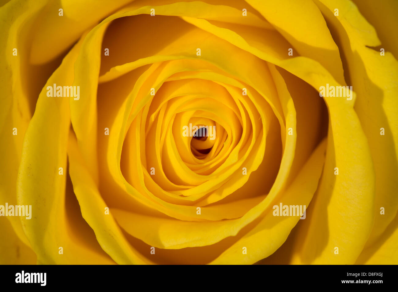 A Macro photograph of a yellow rose in the sun Stock Photo Alamy