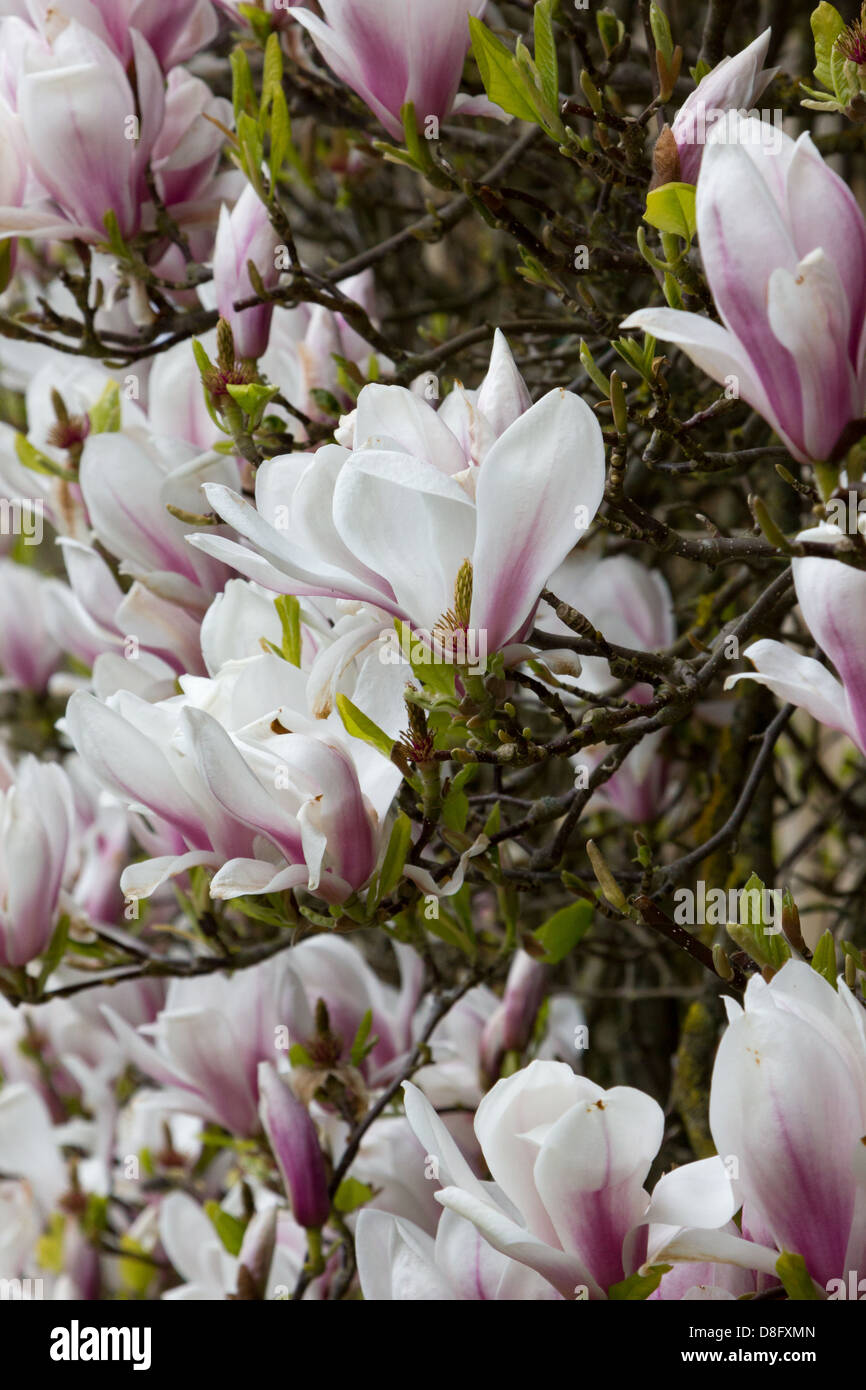 Magnolia tree blooms hi-res stock photography and images - Alamy