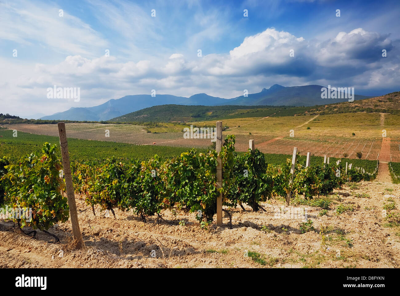 Vineyard field Stock Photo