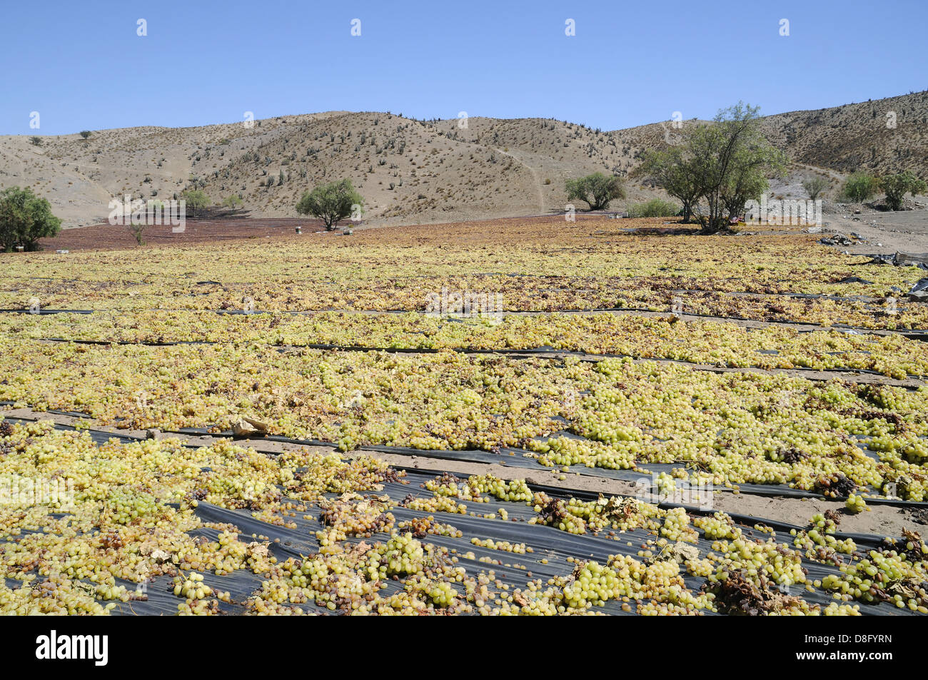 Drying of grapes Stock Photo Alamy