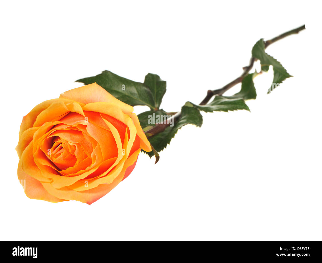 Rose isolated on a white background Stock Photo - Alamy