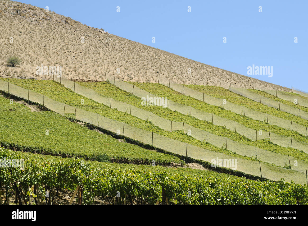 vineyards Stock Photo