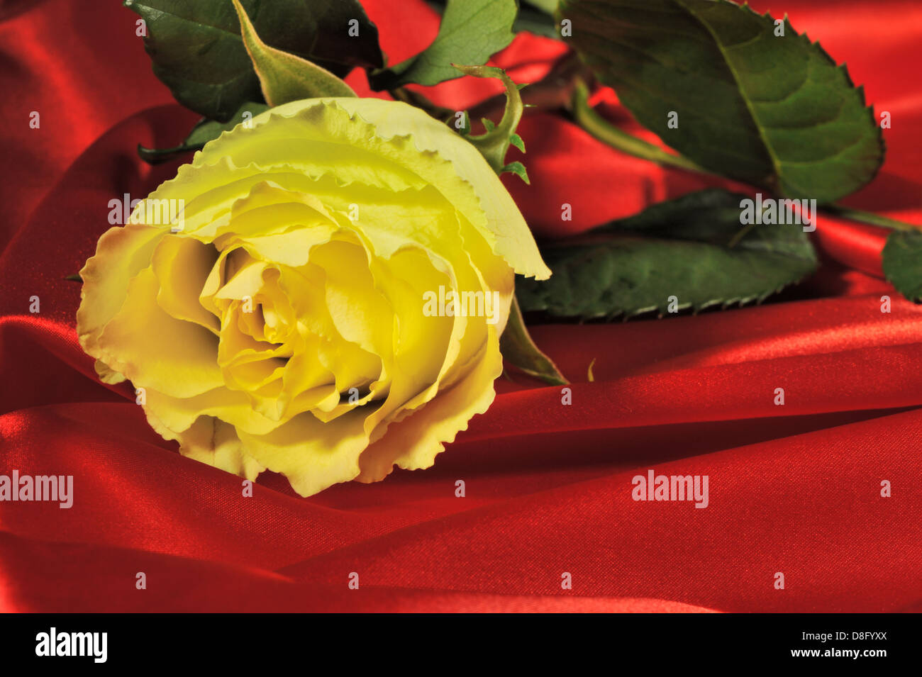Rose on red silk Stock Photo - Alamy