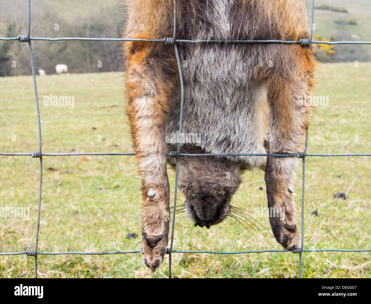 A fox shot by a farmer is hung up on a fence, Anglesey Wales, UK. Stock Photo