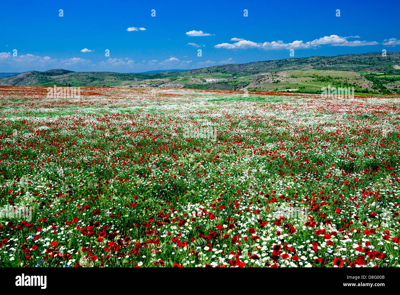 Flower of a poppy against a bright field and the blue sky Stock Photo