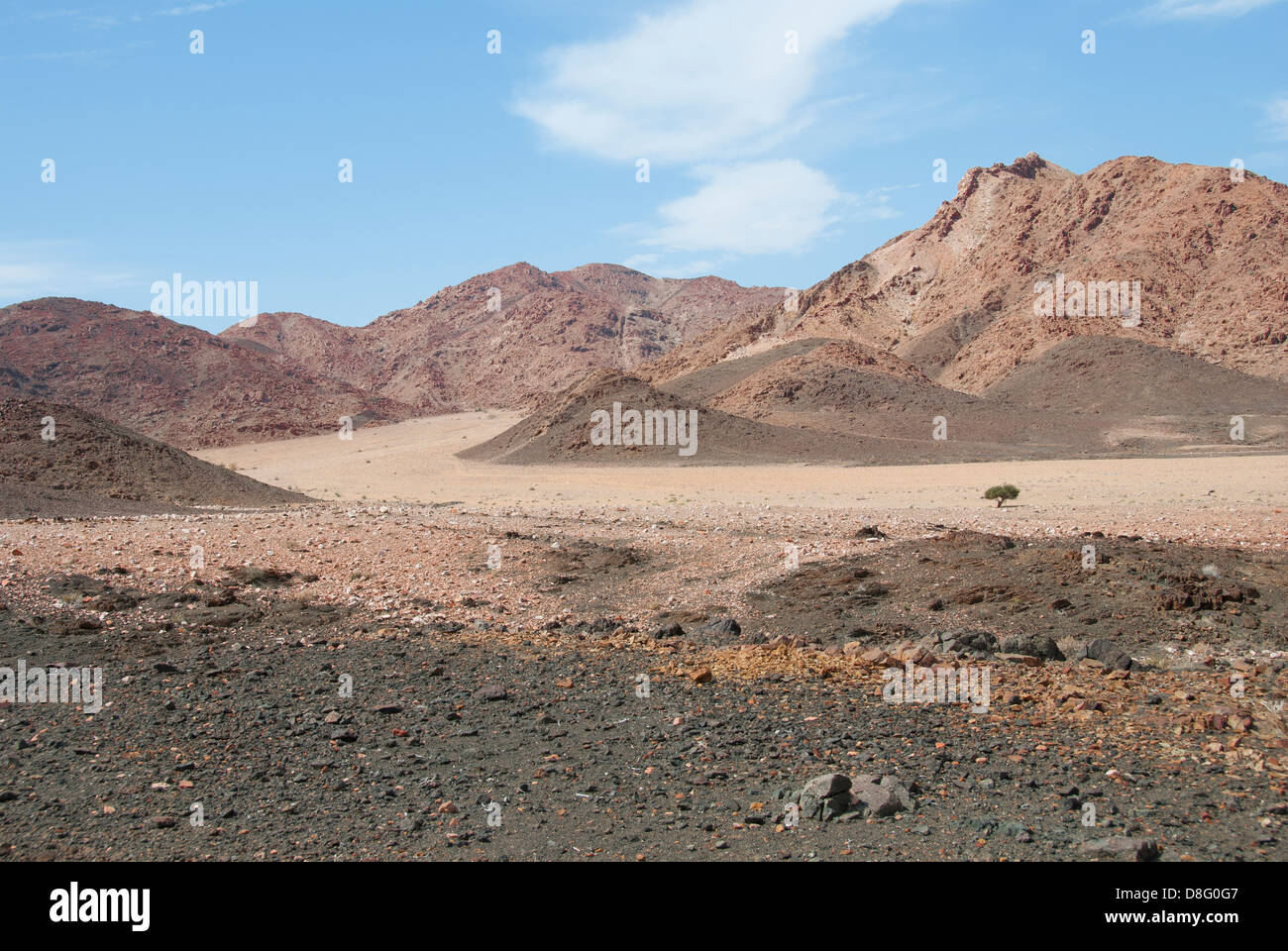 One tree only in the Richtersveld National Park, Northern Cape, South Africa Stock Photo