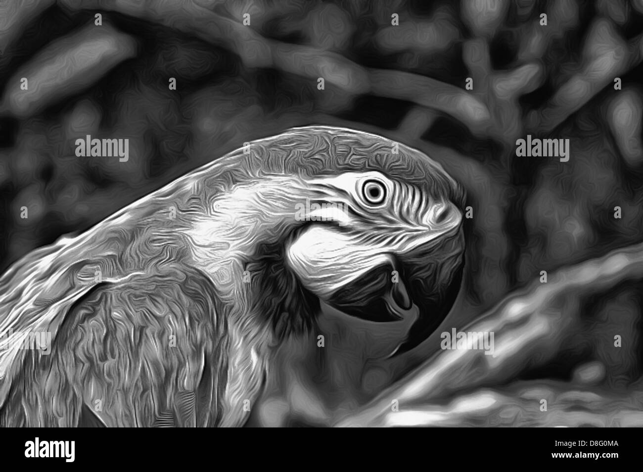 parrot-macaw-illustrations-animals-image-images-art-cg-birds-bird-ara-latin-ara-genus