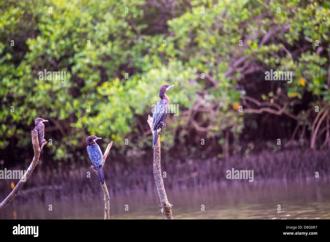 Cormorants fishing near Palolem Beach, Goa, India Stock Photo